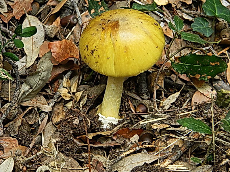 Amanita phalloides  vista da Antonio.